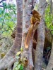brown lemurs, fianarantsoa