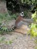 maki maki lemurs, ihosy