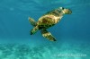 turtles, Nosy Be, lemuria land