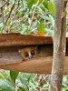 microcebus maniratra, Nosy Be, lemuria land