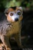 coronatus lemurs, Antsiranana, amber mount national parc joffre ville
