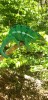 cameleon furcifer, Nosy Be, lemuria land