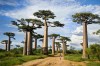You can visit this baobab alley between Belo sur Tsiribihin and Morondava, Morondava, Morondava