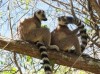 ring-tailed lemur, Antananarivo, zoological and botanical garden National park