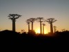 sunset at baobab alley, Morondava, Madagascar