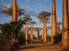 baobab avenue, Morondava, 17Km from Morondava