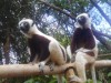 dancing lemurs, Antananarivo, Lemurs park