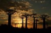 sunset at avenue of baobab, Morondava, 17 km from Morondava