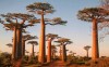 baobab avenue., Morondava, 17Km from Morondava