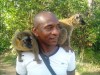 The lemurs are familiriazed with the visitors, Antananarivo, At Vakona private park near Andasibe National park