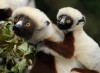 sifaka or dancing lemur, Antananarivo, lemur park