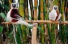 DANCING LEMURS, Antananarivo, LEMURS PARK