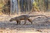 You can spot this animal between Belo sur Tsiribihin and Morondava, Morondava, Kirindy forest natural reserve