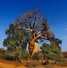 You can visit this baobab in love between Belo sur Tsiribihin and Morondava, Morondava, Morondava