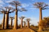 baobab alley in the morning, Morondava, Madagascar