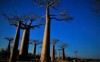 baobab alley earlier in the morning, Morondava, Madagascar