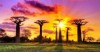 baobab alley sunset, Morondava, Madagascar