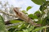 chameleon, Morondava, Madagascar