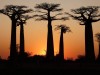 Tsingy tour 04 days, Morondava, Sunset at the Avenue of the Baobabs
