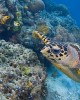 Diving tour in Kota Kinabalu