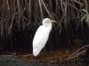 Wild Life at Celestun Natural Reserve, Selestun, State of Yucatan