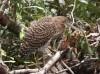 Wild Life at Celestun Natural Reserve, Selestun, State of Yucatan