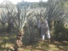 At the Sisal fields, Merida, Sisal Hacienda Yucatan