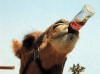 CAMEL HAVING FUN DRING COCACOLA, Merzouga, ARFOUD