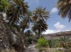 Misfat Al Abryeen - palms, Nizwa