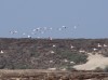 Samharan city flamingos, Salalah