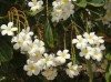 Magnolias, Muscat
