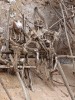 Smoked Mummies, Lae, Bulolo