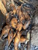 Fresh roast sweet potatoes on fire, Goroka, Asaro Village