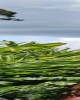 Culture and History tour in Mt Hagen