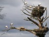 Storks in Alentejo, Lisbon