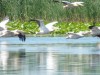 Pelicans in flight, Tulcea, Danube Delta