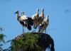 Storks at Mila 23, Tulcea, Danube Delta