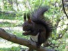 Squirrel in Vatra Dornei, Cluj-Napoca, Rarau mountains