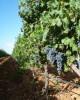 Wine tasting tour in Palma de Majorca