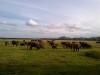 The Largest mammal on the Land, Elephant, Polonnaruwa, Minneriya National Park