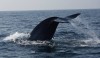 The Largest Mammal in the sea Blue whales, Colombo, Mirissa