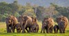 Elephant gathering, Sigiriya, Minneriya national park
