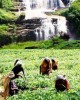 Private tour in Sigiriya