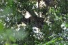 Leopard on the tree, Yala National Park