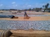 Fishing Village, Negombo, Next to Negombo fish market