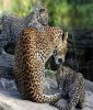 Leopords, Sigiriya