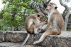 Monkey., Anuradhapura