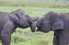 Elephants., Hikkaduwa