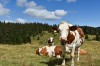 Swiss Alps, Geneva, Near Nyon