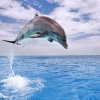 Diving tour in Temae